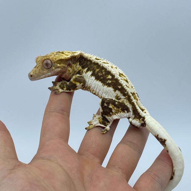 릴리100%헷아잔틱