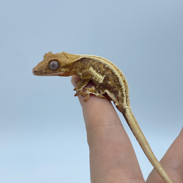 릴리화이트 옐로우 크림