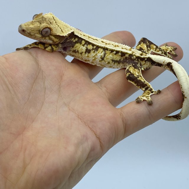 트라이 익스트림할리퀸 옐로우