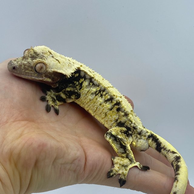 드리피 화이트스팟