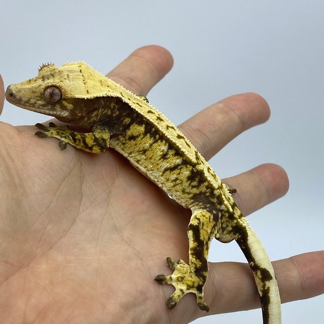 트라이 화이트스팟