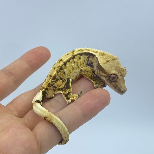 트라이 익스트림할리퀸 화이트스팟