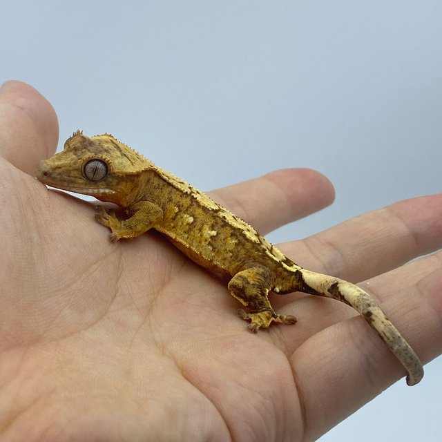 옐로우 스트로베리