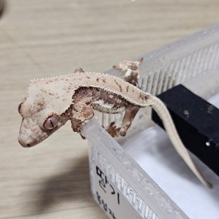 노멀 릴리화이트