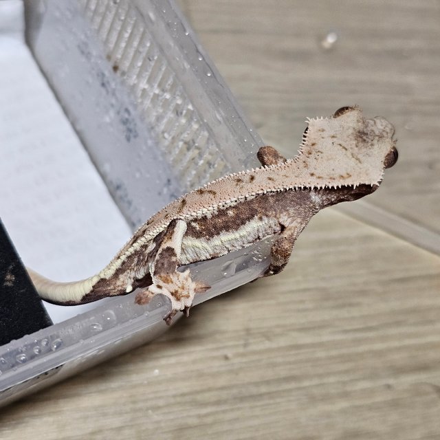 노멀 릴리화이트