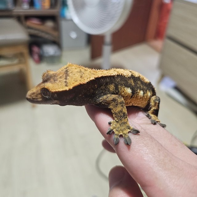 트라이 익스트림할리퀸