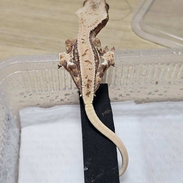 노멀 릴리화이트