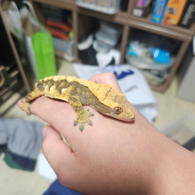 트라이 익스트림할리퀸