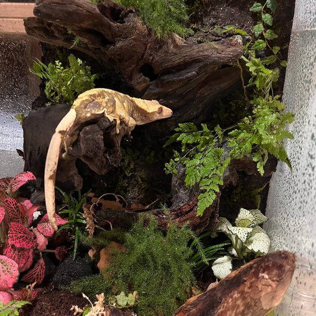 트라이 익스트림할리퀸