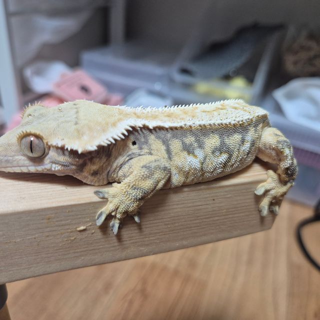 노멀 트라이 익스트림할리퀸