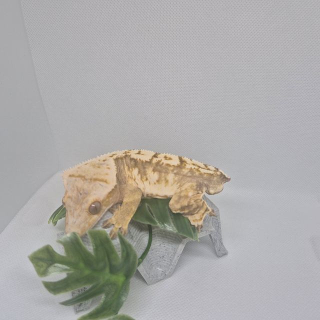 노멀 크림시클