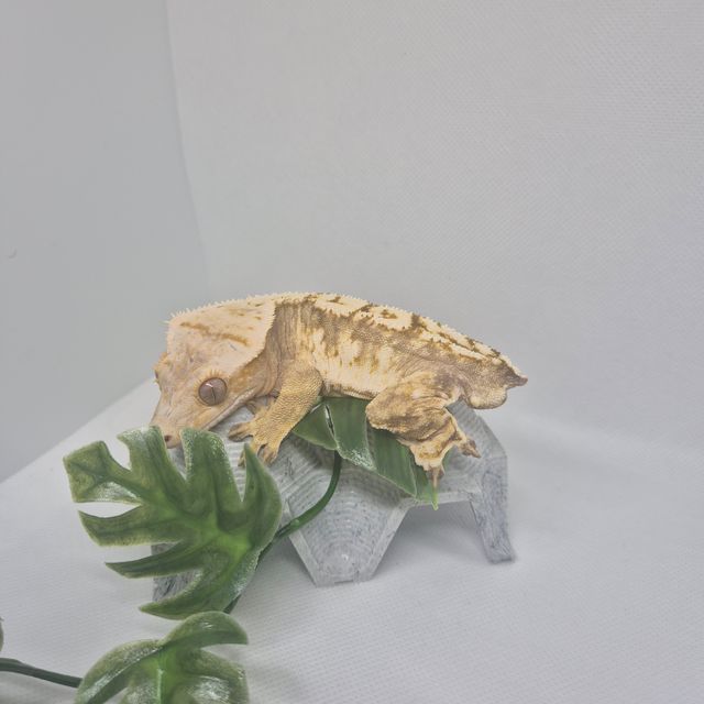 노멀 크림시클