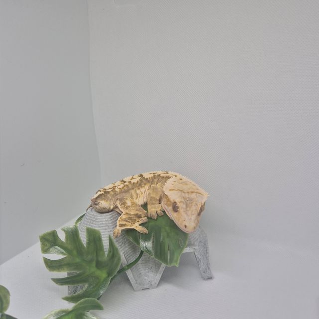 노멀 크림시클