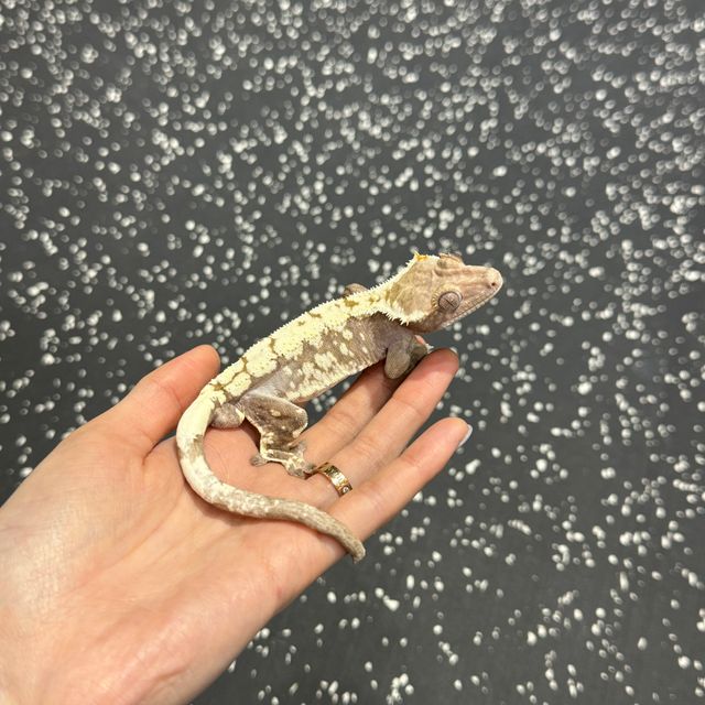 세이블