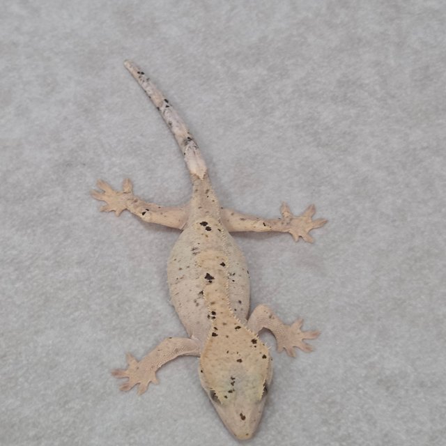 카푸치노 슈퍼달마시안