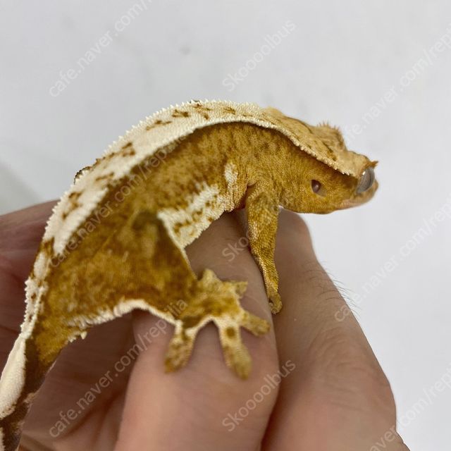 크림시클 옐로우