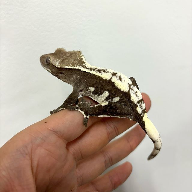 아잔틱