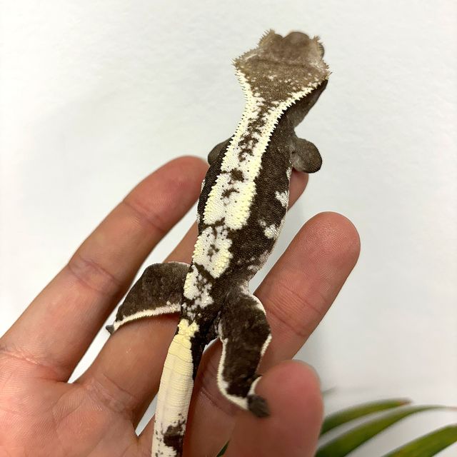 아잔틱