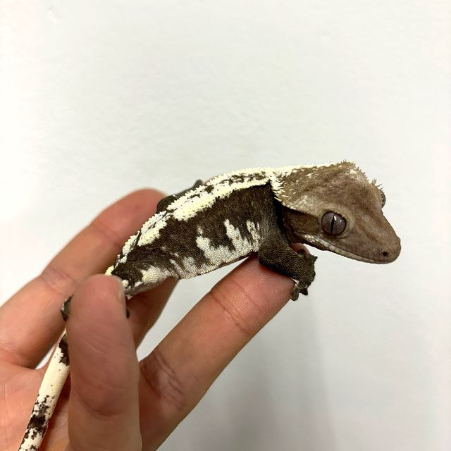 아잔틱