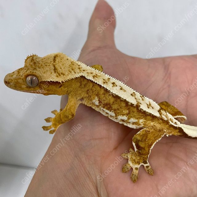 크림시클 옐로우