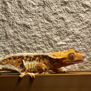 릴리화이트 트라이