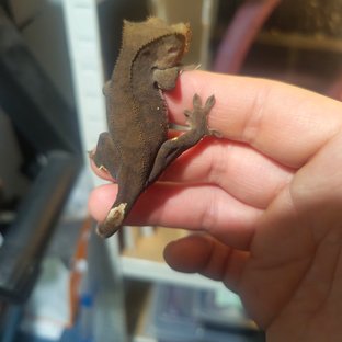 챠콜 팬텀 카푸치노