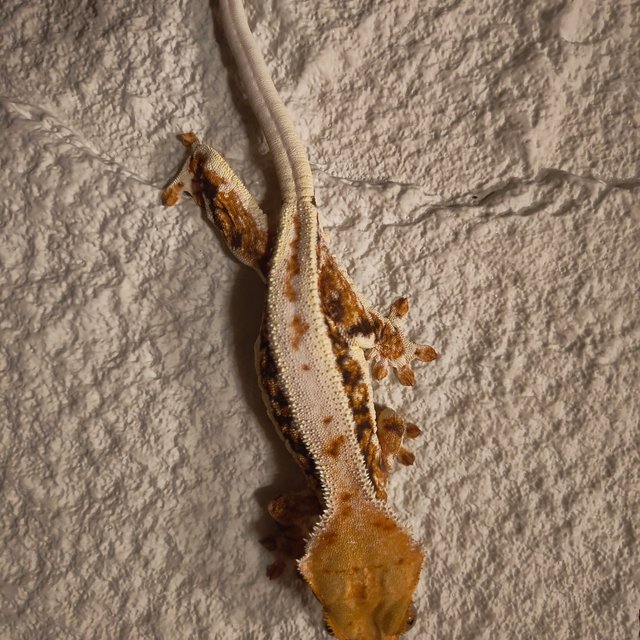 릴리화이트 트라이