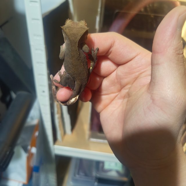 챠콜 팬텀 카푸치노