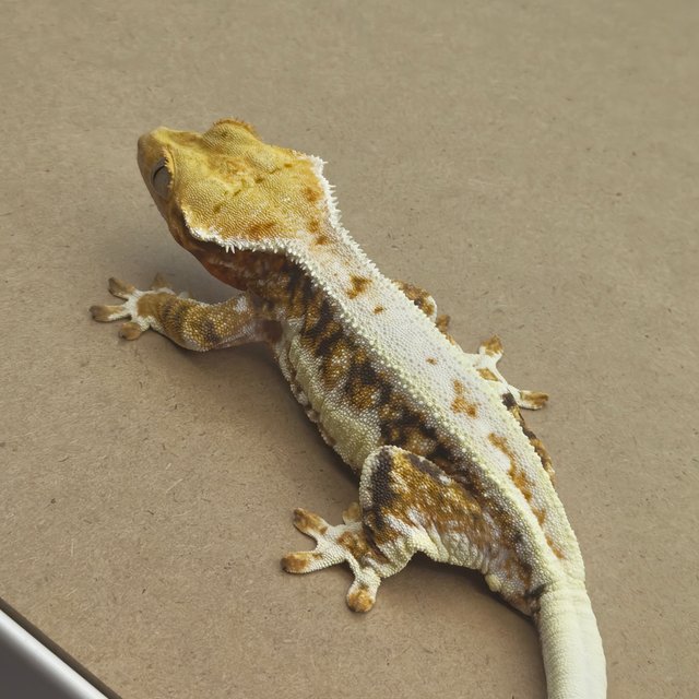 릴리화이트 트라이