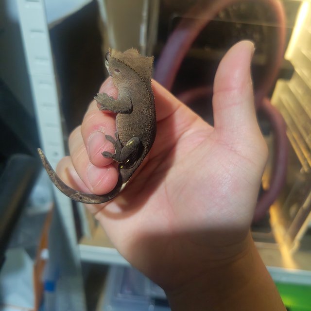 챠콜 팬텀 카푸치노