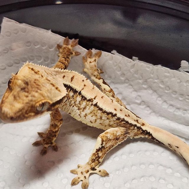 노멀 트라이 드리피 화이트스팟