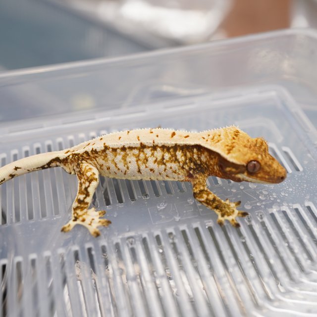 노멀 트라이 드리피 화이트스팟