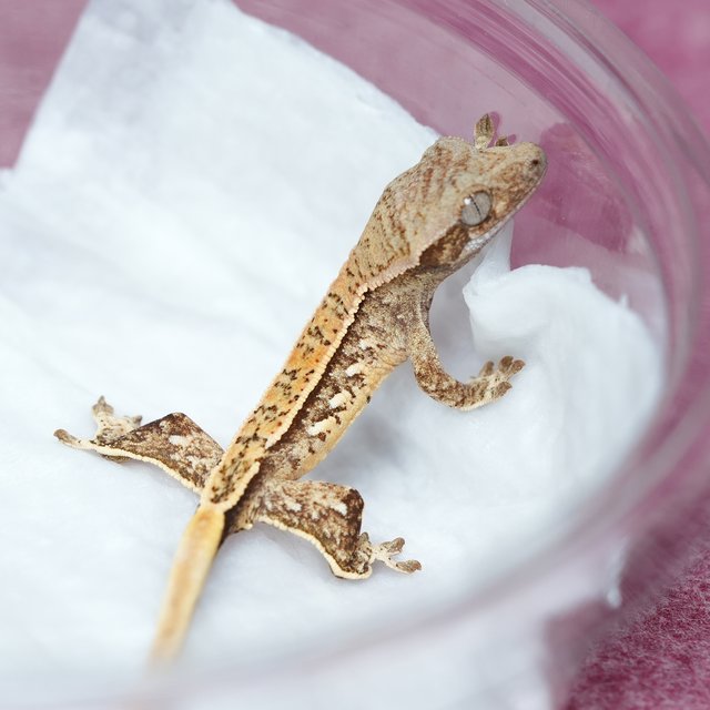 노멀 트라이 풀핀 쿼드