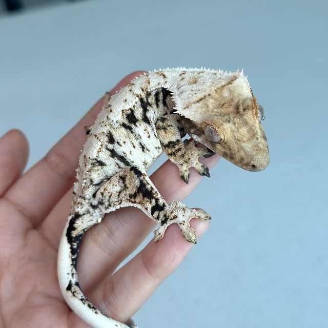 노멀 드리피 트라이 화이트스팟 화이트포트홀