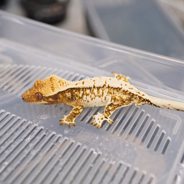 노멀 트라이 드리피 화이트스팟