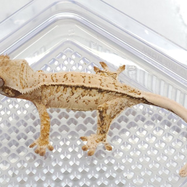 노멀 트라이 풀핀 쿼드