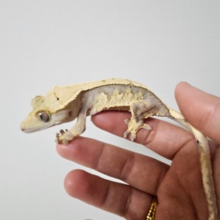 익스트림할리퀸