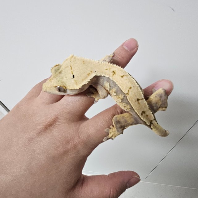 익스트림할리퀸