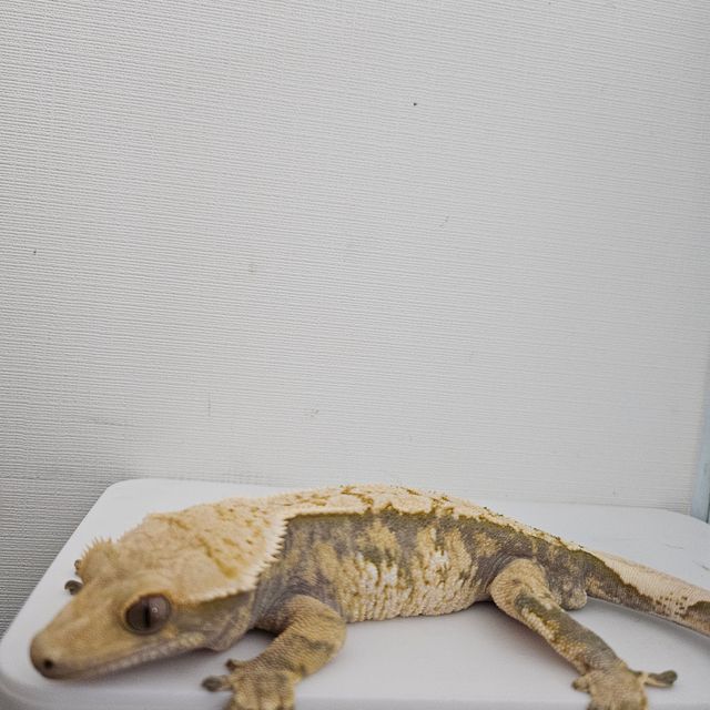 익스트림할리퀸 트라이