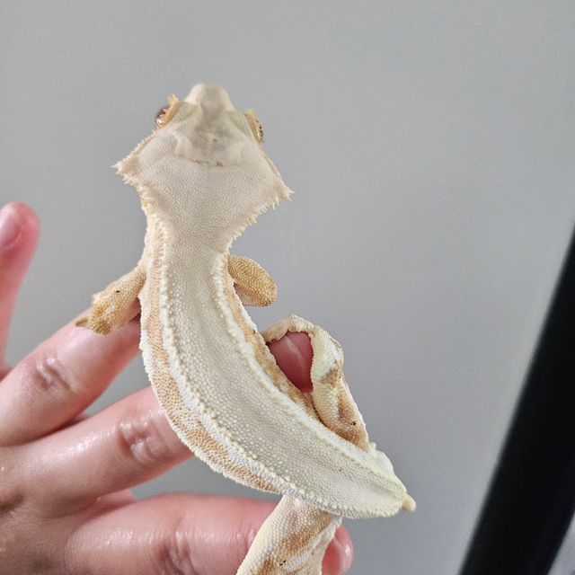 릴리화이트 크림