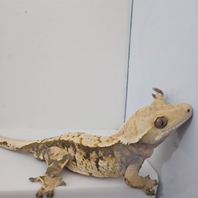 익스트림할리퀸 트라이