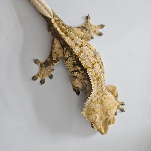 익스트림할리퀸 트라이