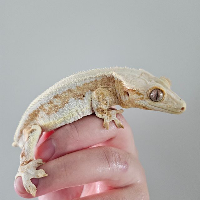 릴리화이트 크림