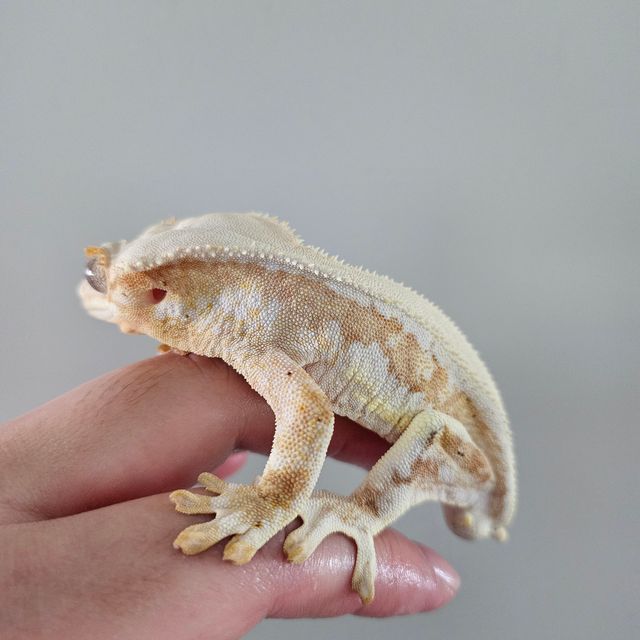 릴리화이트 크림