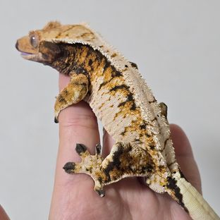 트라이