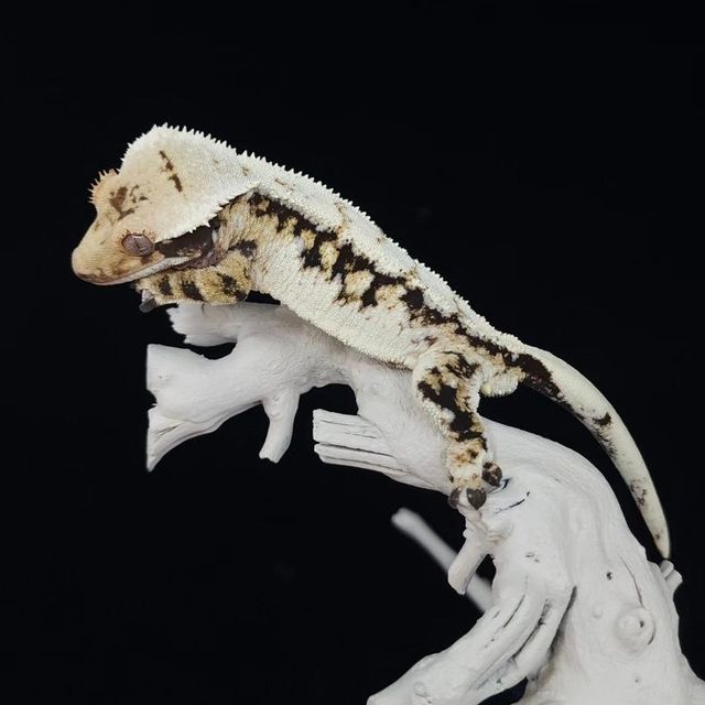 트라이
