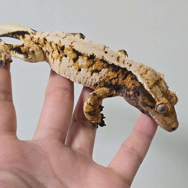 트라이