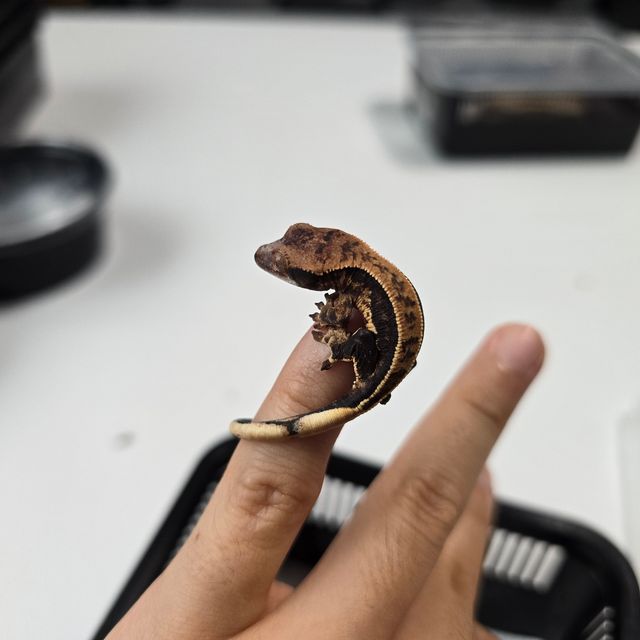 트라이