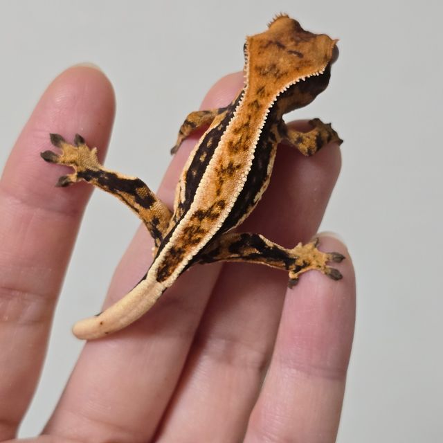 트라이