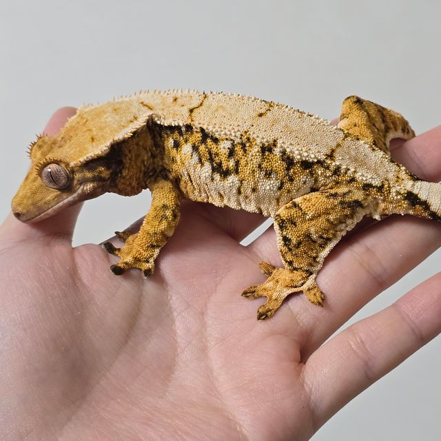 트라이